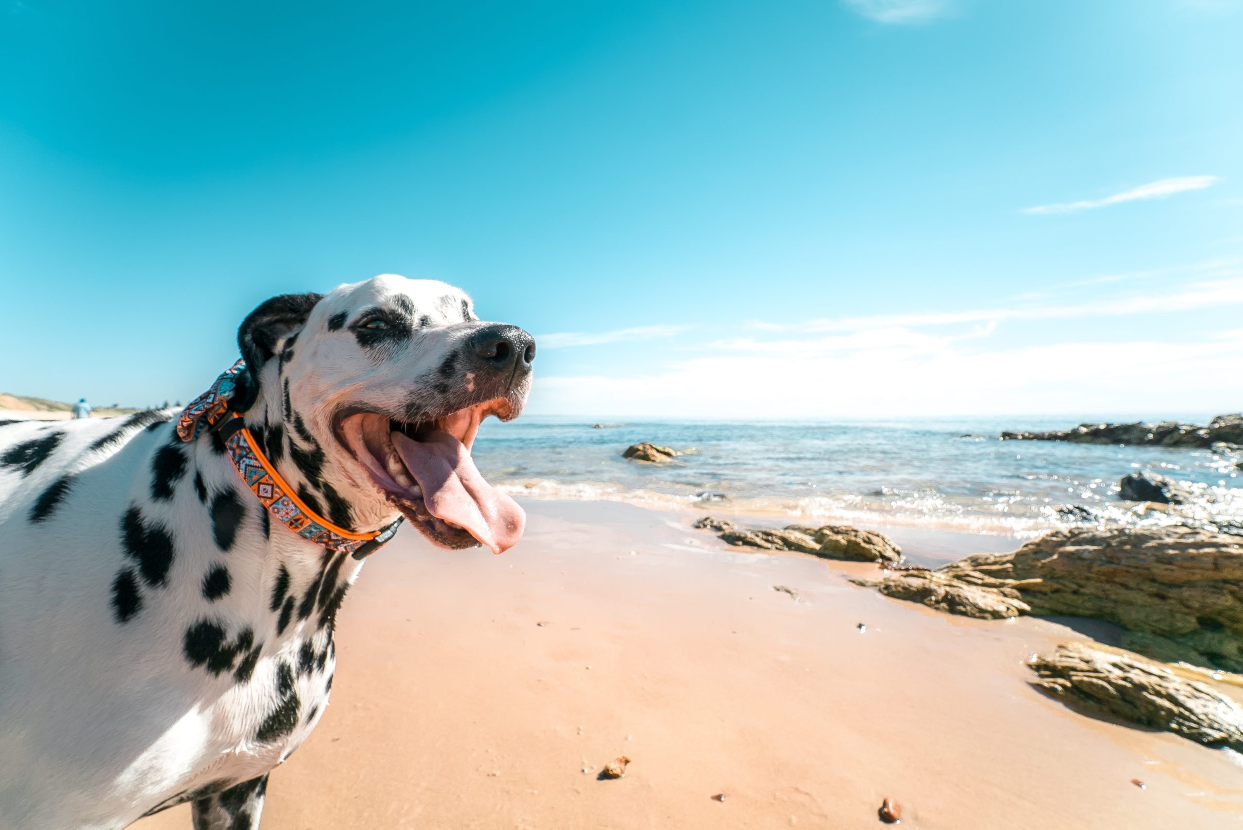 Honden op het strand: zomerregeling van start op 8 juni